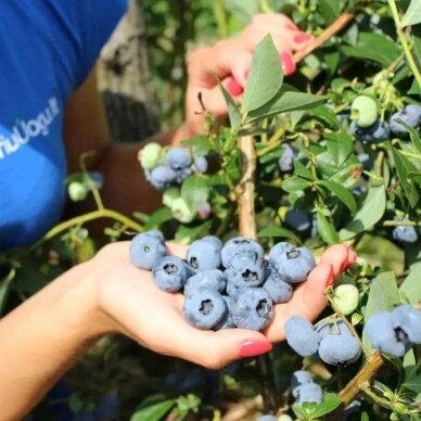 ONLINE Seminaras "Pelningas šilauogynas mažame plote" BALANDŽIO 6 D. VILNIUS 6